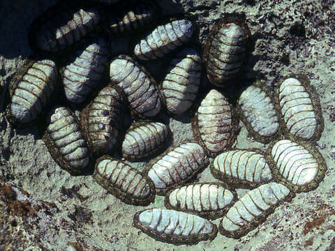 Sivun Chiton tuberculatus Linnaeus 1758 kuva