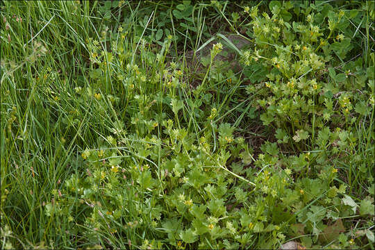 Image of spinyfruit buttercup