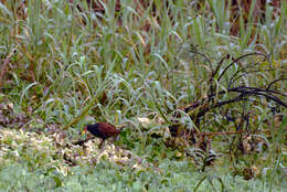 Imagem de Jacana jacana (Linnaeus 1766)