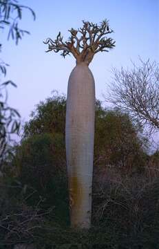 Image of Pachypodium geayi Costantin & Bois