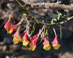 Image of nasturtium