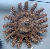 Image of crown of thorns starfish