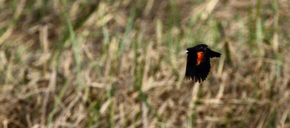 Image of Fan-tailed Widowbird