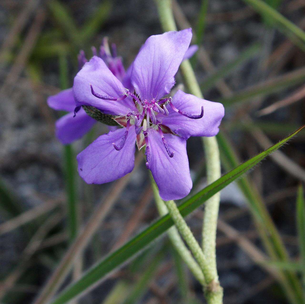 Pleroma aegopogon (Naud.) Triana resmi