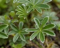 Image of lady's mantle