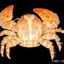 Image of spotted porcelain crab