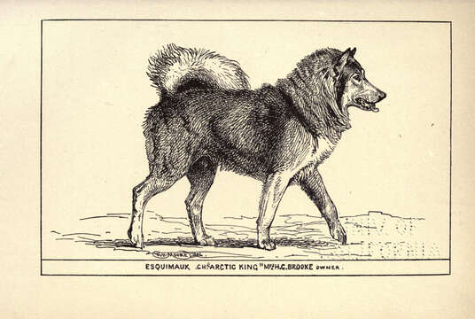 Image of gray wolf