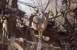 Image of Kirk's Dik-dik