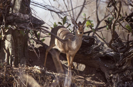 Image of Kirk's Dik-dik