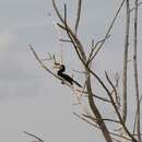 Image of Malabar Pied Hornbill