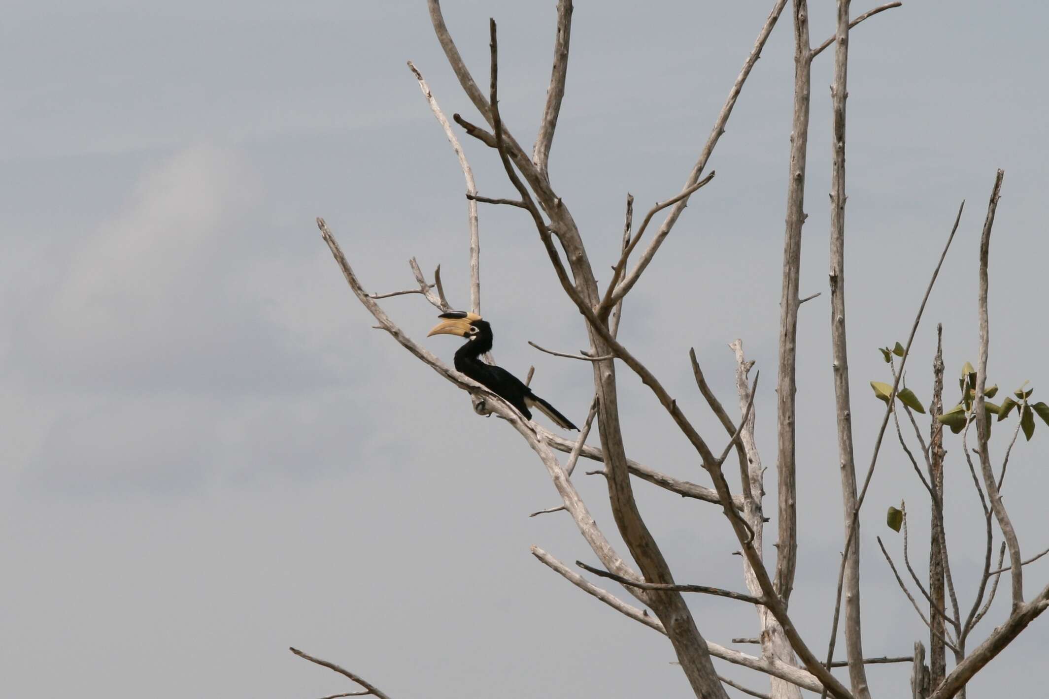 Image of Malabar Pied Hornbill