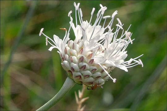 Image of cephalaria