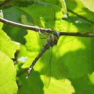 Image of hawker dragonfly