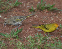 Image of Saffron Finch
