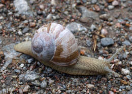 Image of Burgundy snail