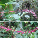 Image of Venezuelan pokeweed