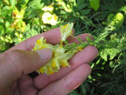 Image of Common Toadflax