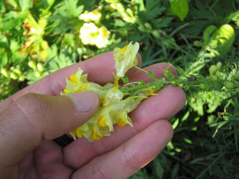 Image of Common Toadflax