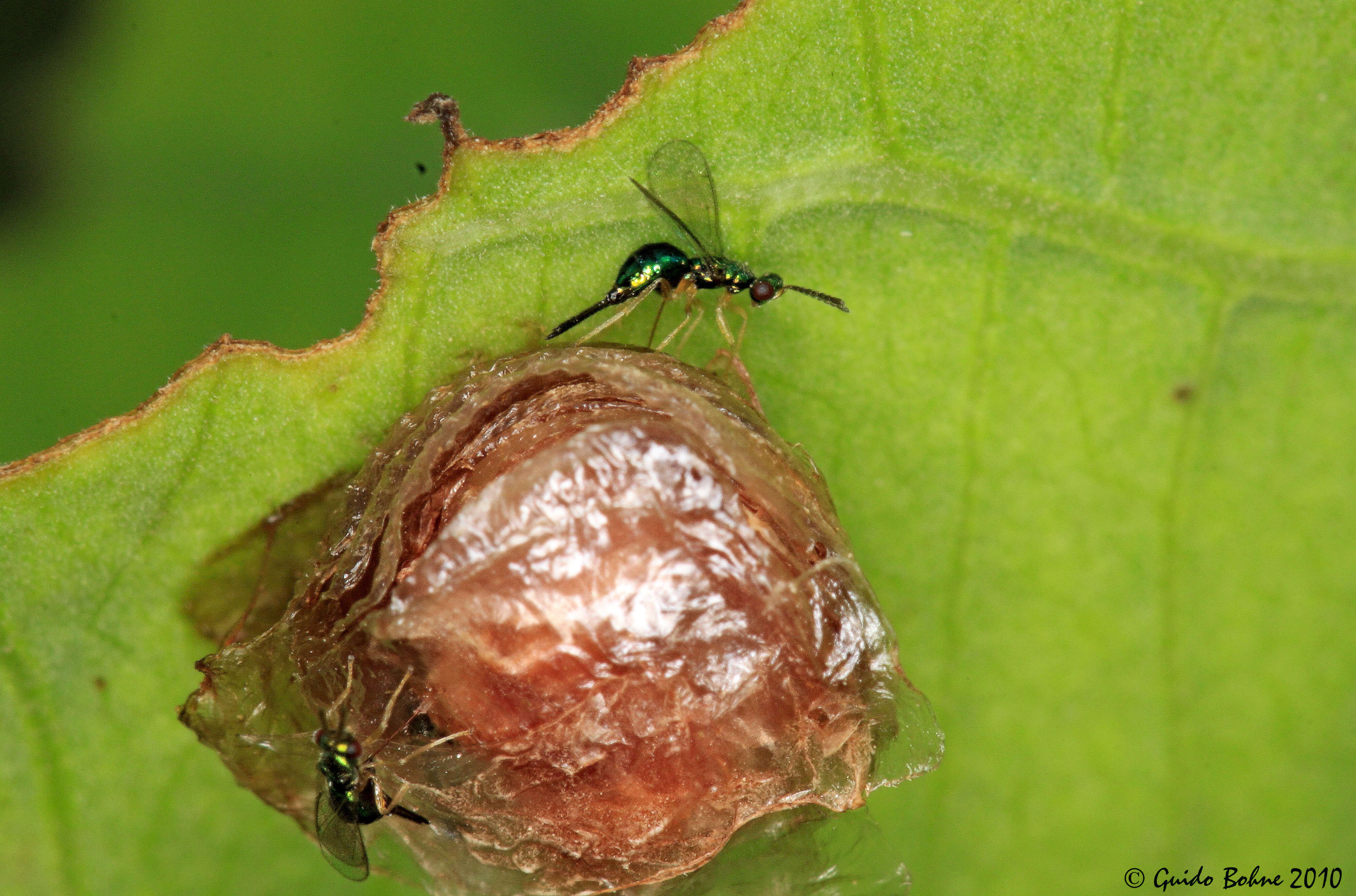 Image of Tetracampidae