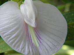 Image of butterfly pea