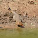 Image of Slender Mongoose