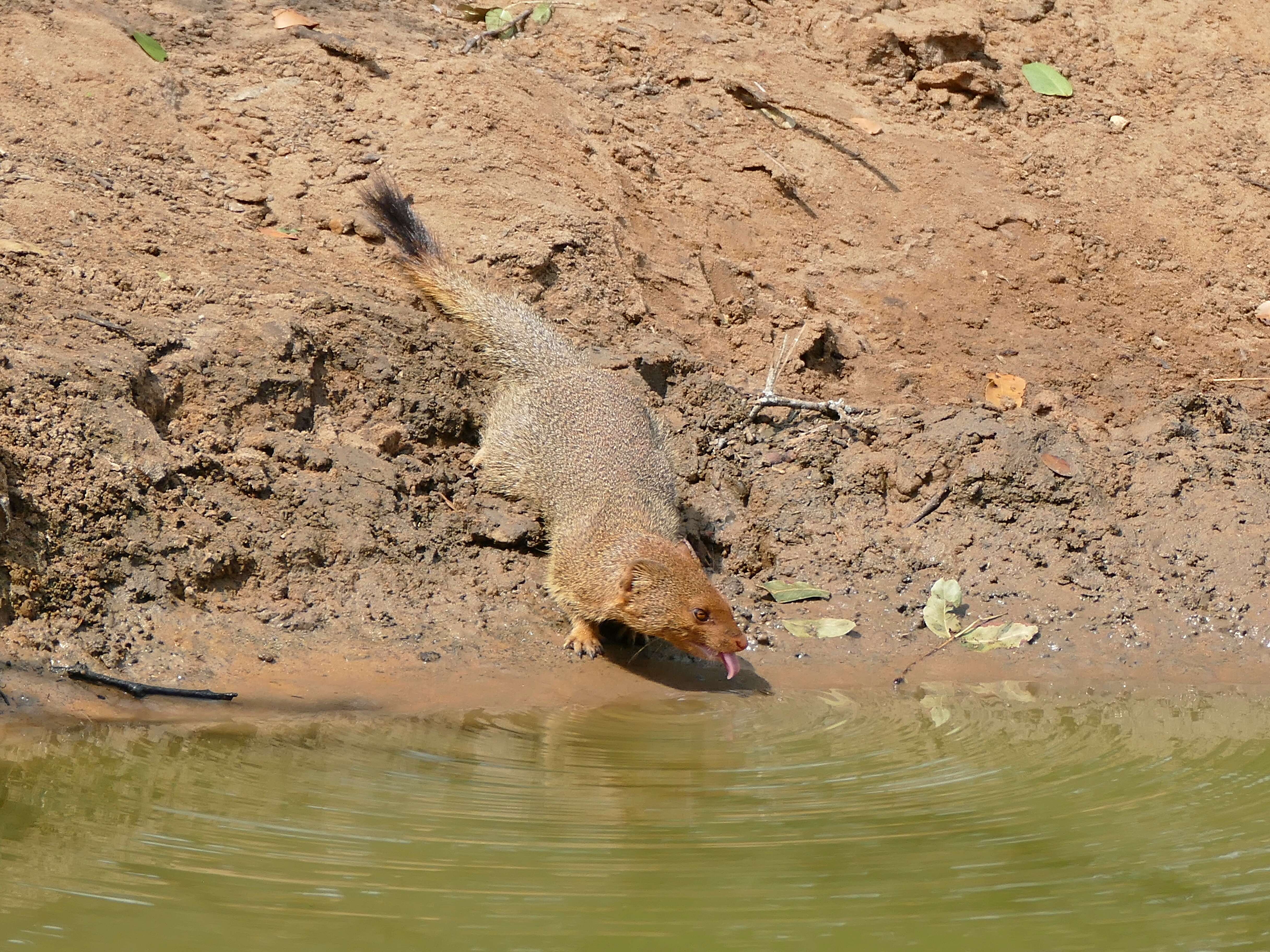 Image of Slender Mongooses