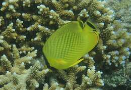 Image of Latticed Butterflyfish