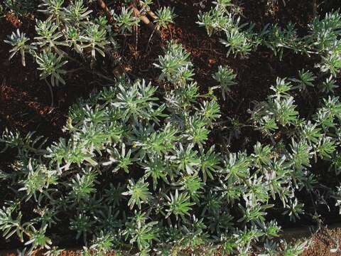 Image of Polynesian heliotrope