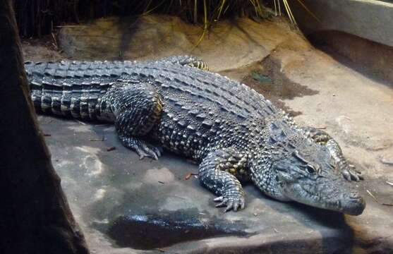 Image of Cuban Crocodile