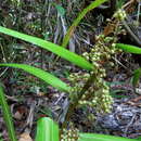 Becquerelia cymosa Brongn.的圖片