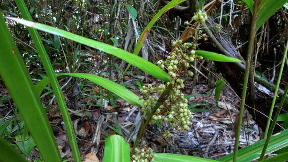 Becquerelia cymosa Brongn.的圖片