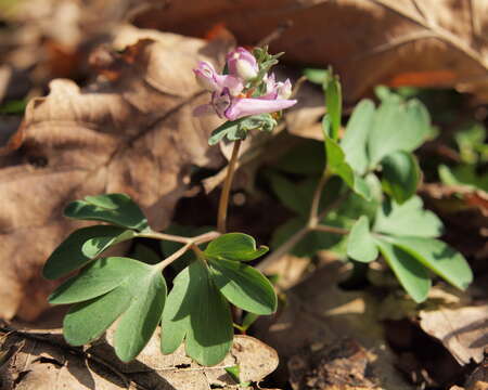 Image of Corydalis pumila (Host) Rchb.