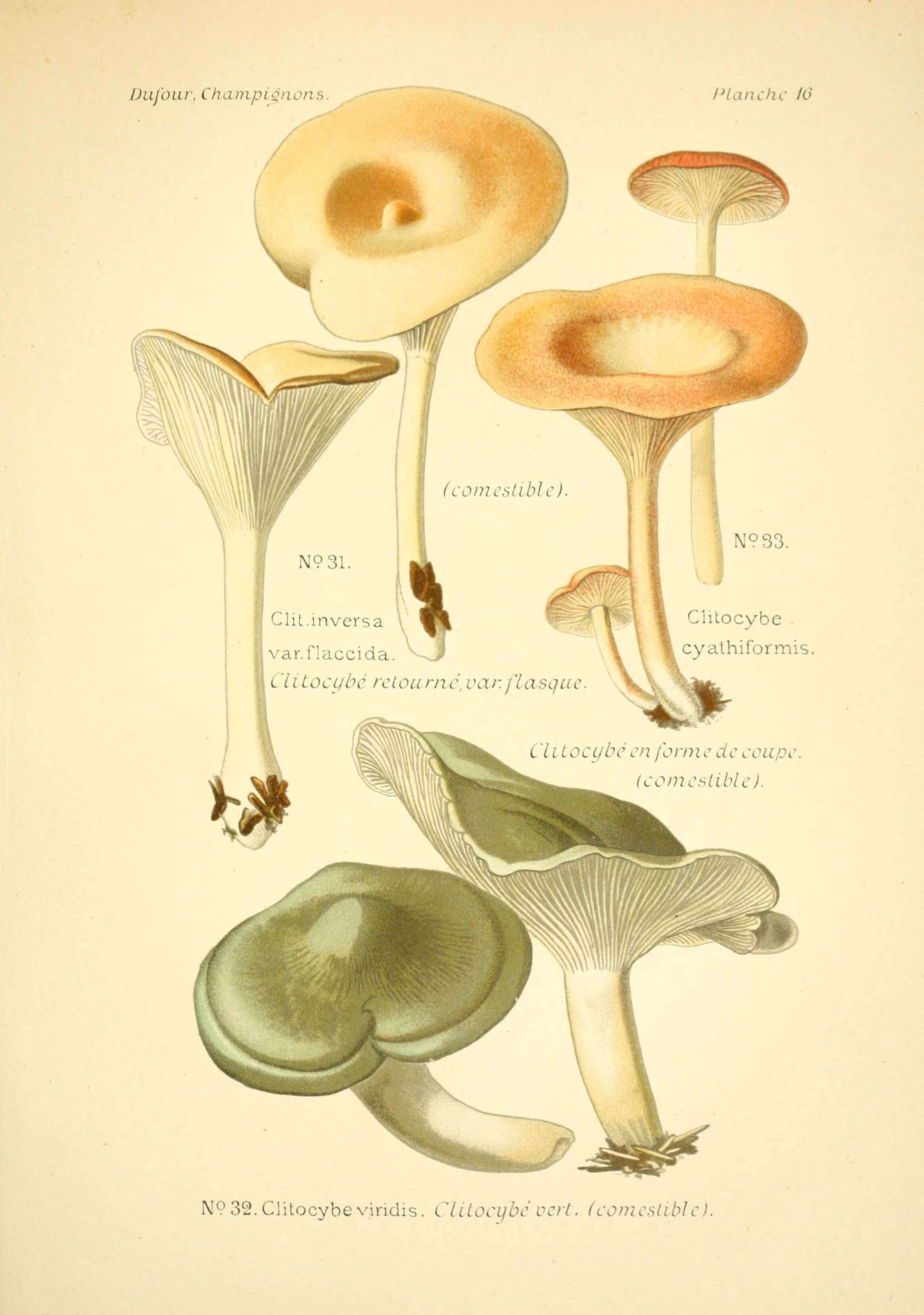 Image of Pseudoclitocybe