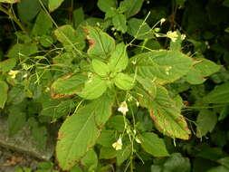 Image of Jewelweeds