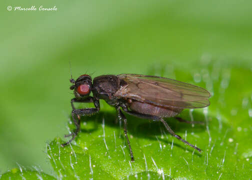 Image of lesser dung flies