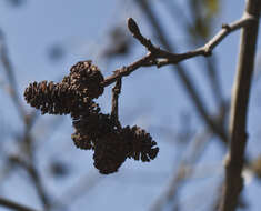 صورة Alnus acuminata Kunth