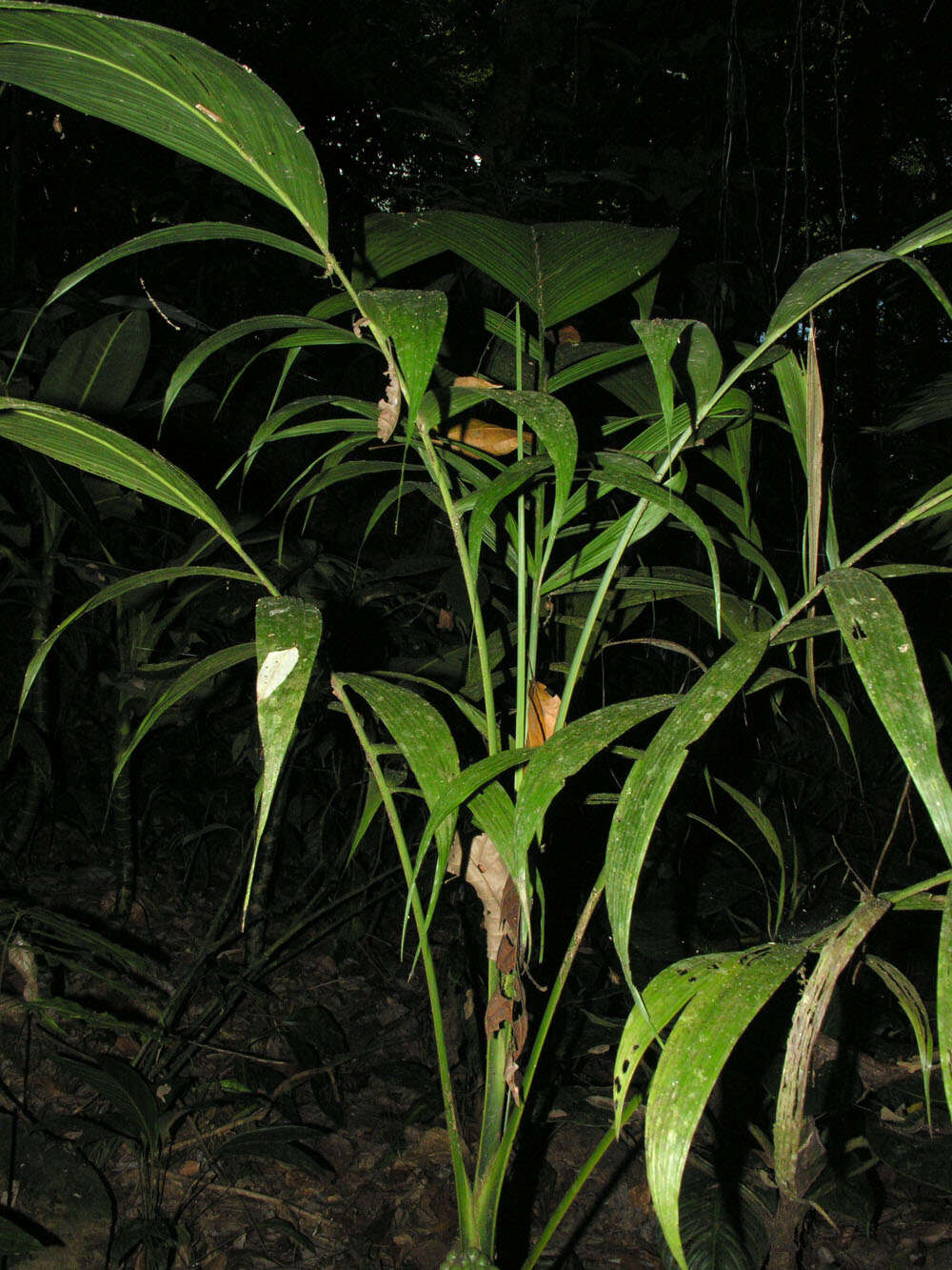 Image of Chamaedorea zamorae Hodel