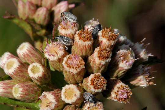 Pluchea foetida (L.) DC.的圖片