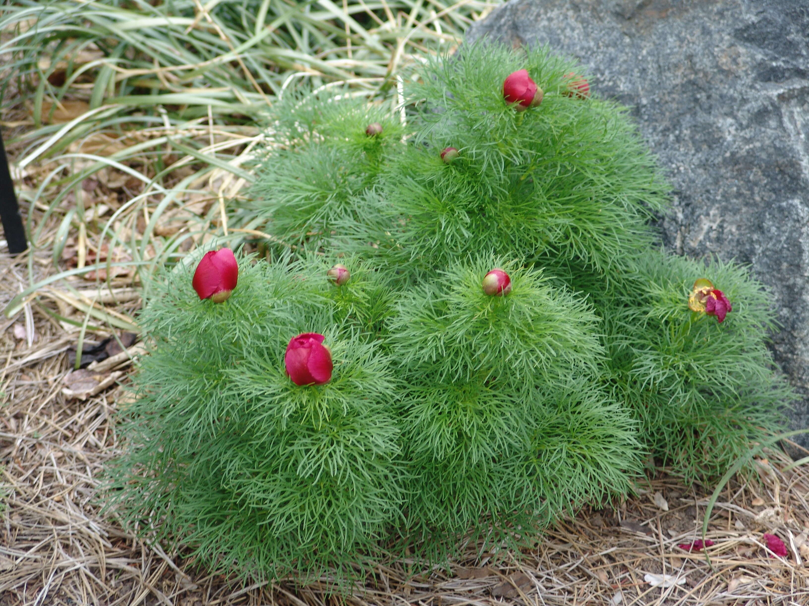 Image of peony