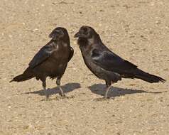 Image of Brown-necked Raven