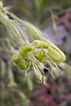 Silene nutans L. resmi