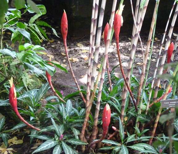 Image of Costus stenophyllus Standl. & L. O. Williams