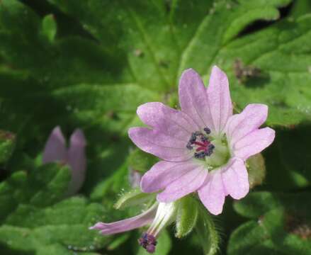 Image of geranium