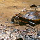 Image of Twist-necked turtle