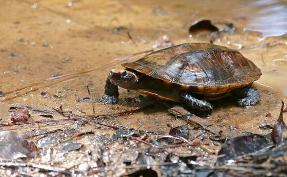 Image of Platemys