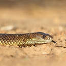 Image of King brown snake