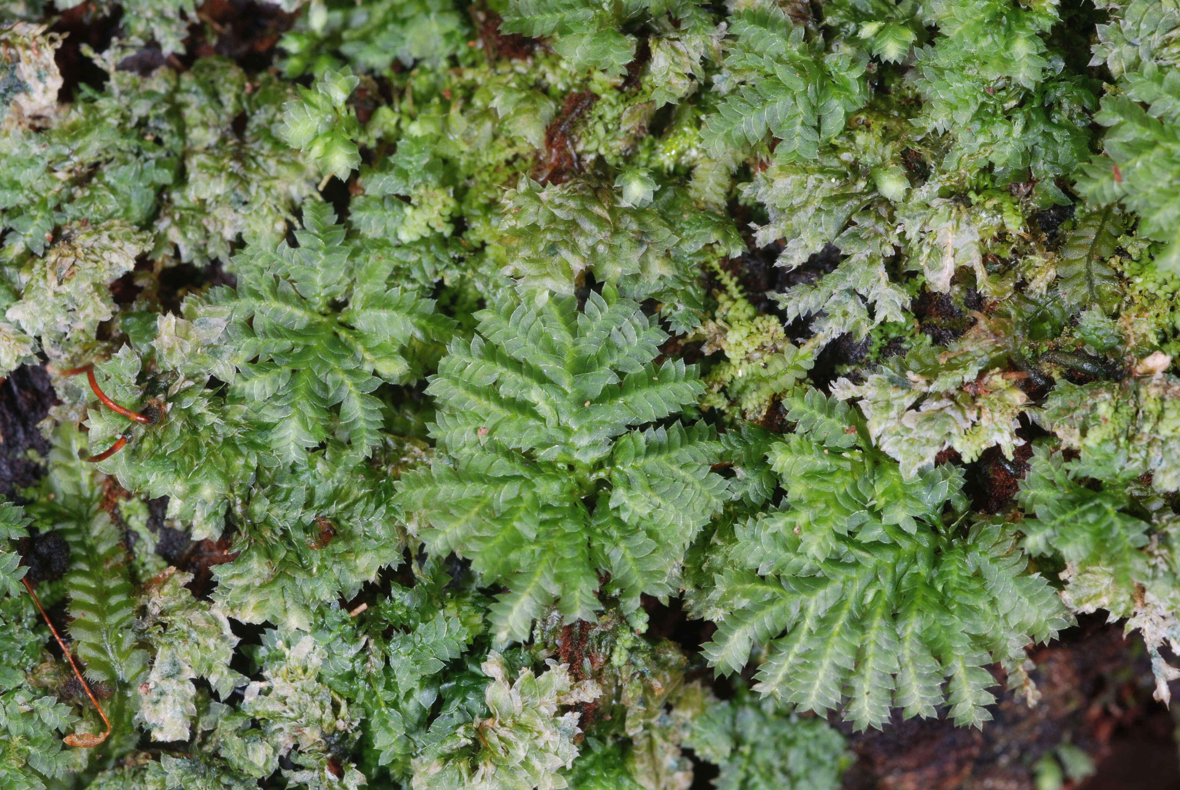Image of hypopterygium moss
