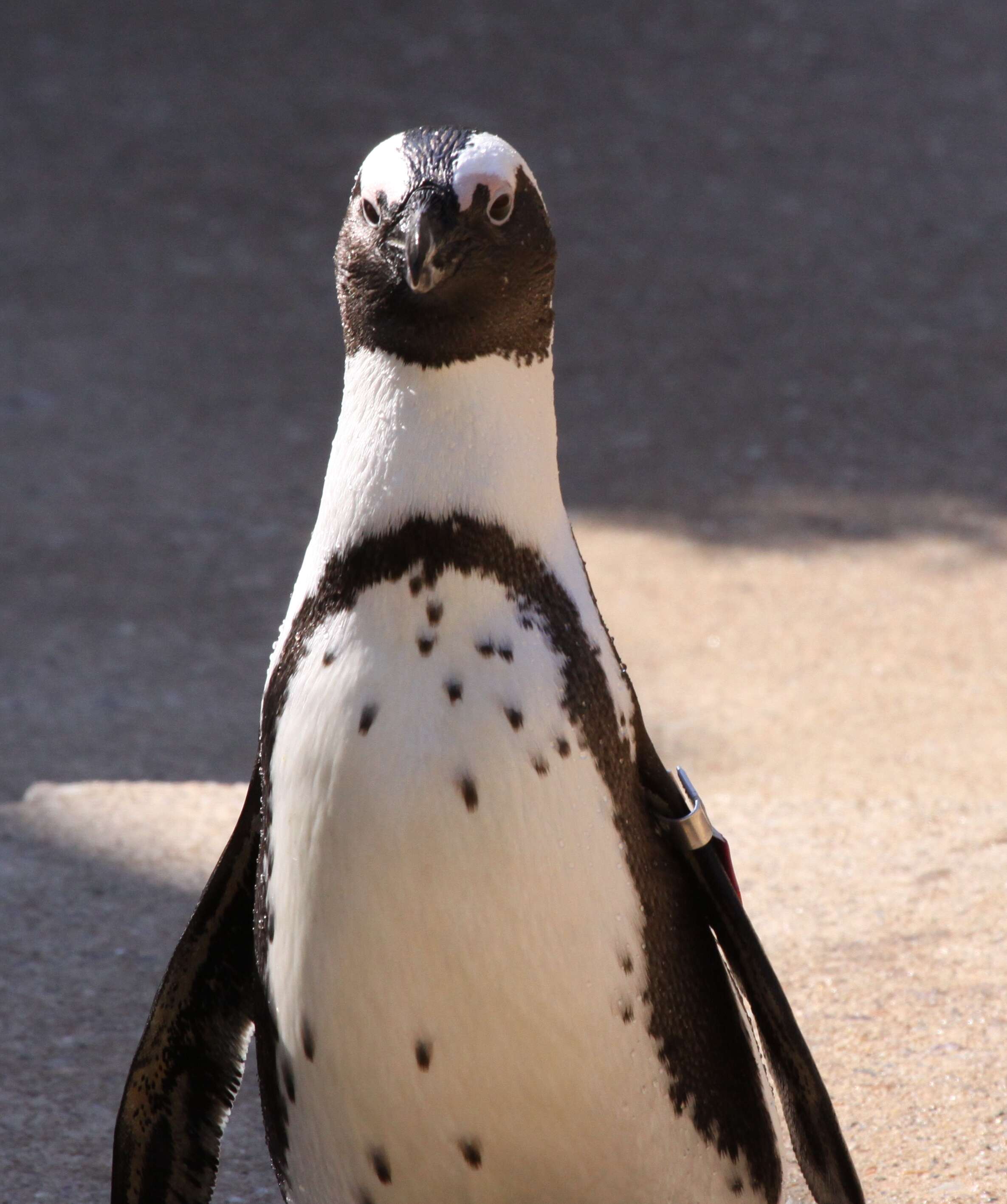 Image of African Penguin