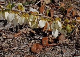 Image of netted pawpaw