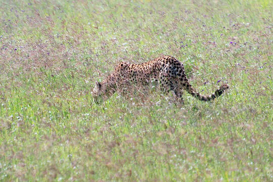 Image of Acinonyx Brookes 1828